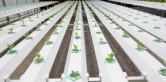 Idrocoltura 771 0 004 Idrocoltura_ok